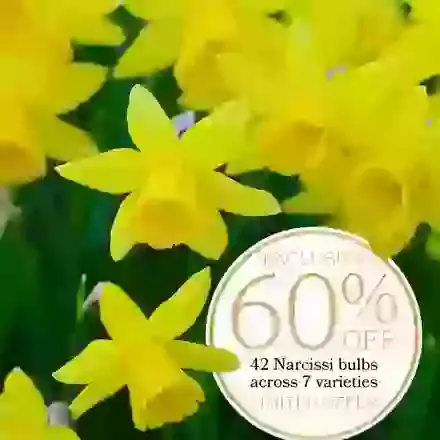 Scented Narcissi Collection x 42